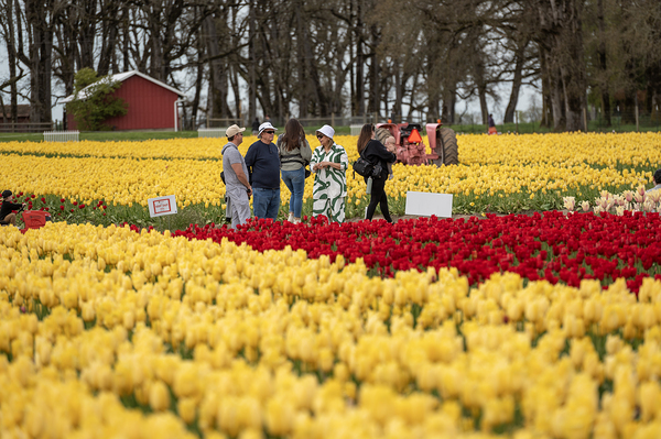 Wooden Shoe Tulip Farm BWS 3954 by Bruce W Smith