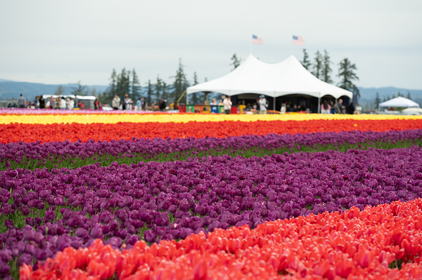 Wooden Shoe Tulip Farm Fields BWS 3937 by Bruce W Smith
