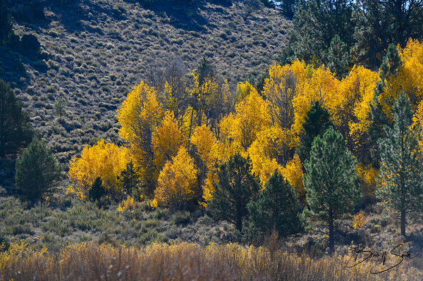 Fall Tree Grove BWS 2179 by Bruce W Smith