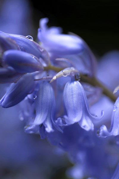 Bluebells 8x12 BWS 1417 by Bruce W Smith