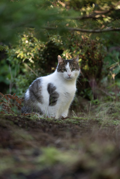 Cat Woods portrait DSC 2452 by Bruce W Smith