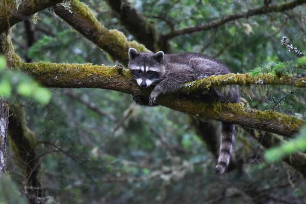 Racoon A18 7958 by Bruce W Smith