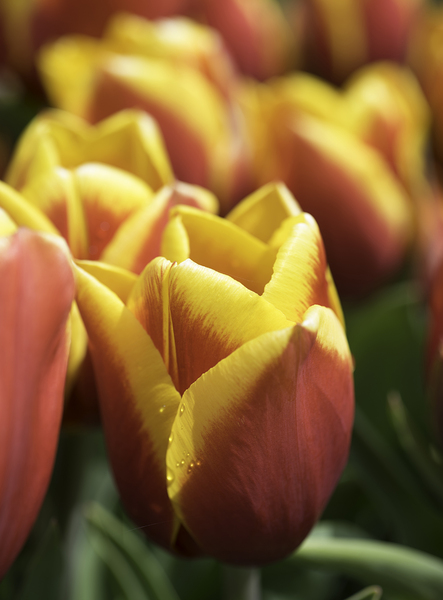 Red Yellow Tulip BWS 1702 by Bruce W Smith