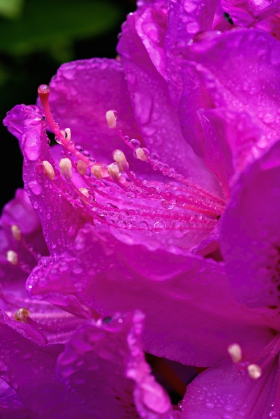 Rhododendron Bloom Oregon 21081 by Bruce W Smith