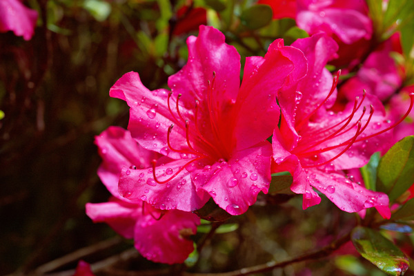 Rhododendron Blooms Morning dew1 by Bruce W Smith