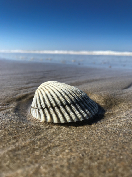 Seashell In Beach Sand 6825 by Bruce W Smith