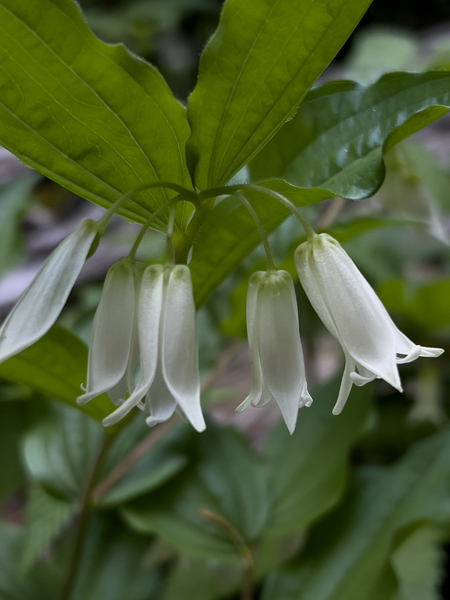 Smiths Fairybell flowers IMG 5216 2 by Bruce W Smith