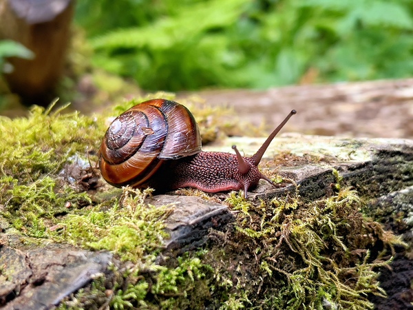 Snail on mossy rock1 by Bruce W Smith