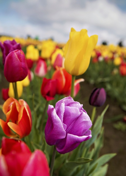 Tulips Wild Morning Dew1 by Bruce W Smith