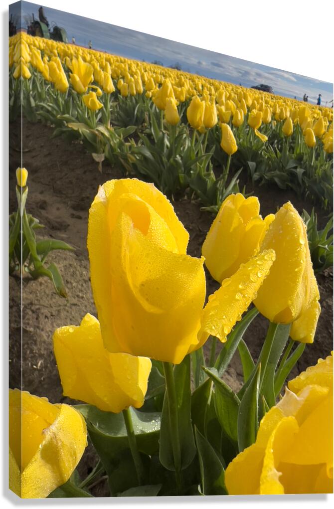 Wooden Shoe Tulip Farm IMG 8311 Canvas Print