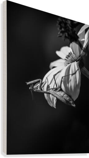 Mealtime Mantis Canvas Print