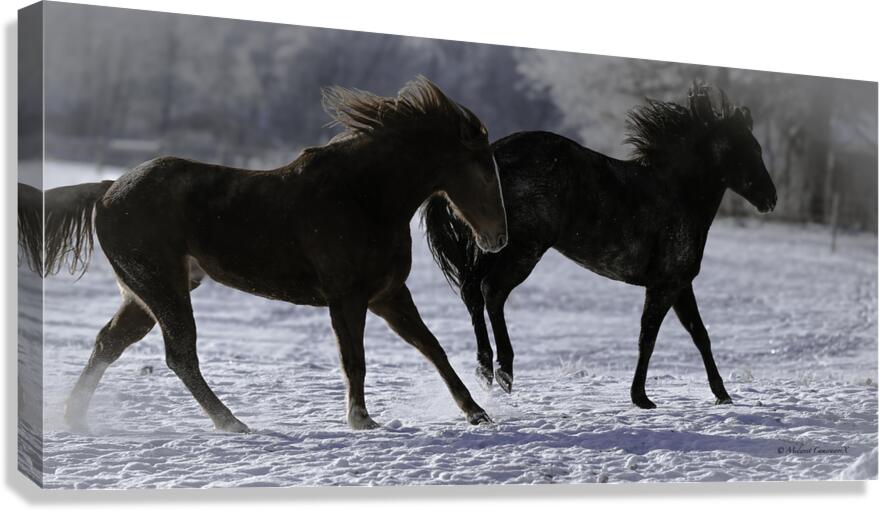 Frozen Freedom Canvas Print