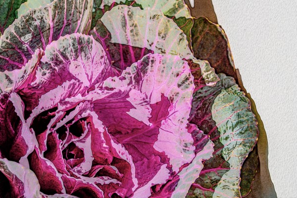 Cabbage_Rose Print
