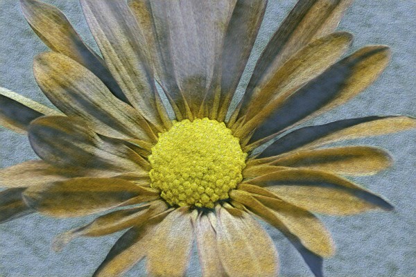 Flower Print