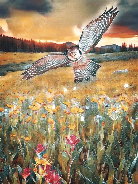 owl field Print