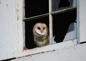 Barn Owl Waking Up
