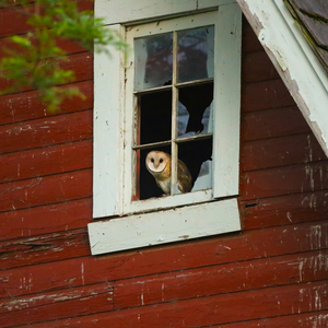 Barn Owl Looking Out a Barn Window