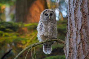Barred Owlet Waiting for Food