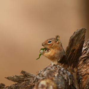 Chipmunk Munching
