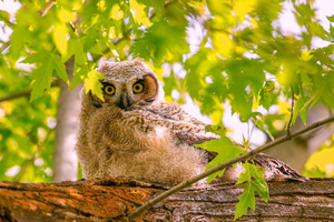 Great Horned Owlet