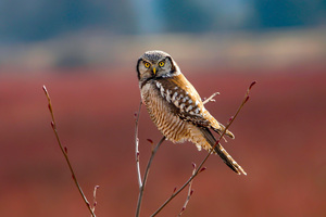 Northern Hawk Owl In Blueberry Fields