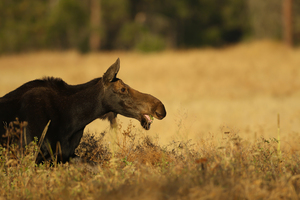 Moose