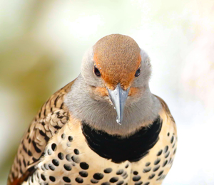 Northern Flicker
