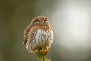 Pygmy Owl