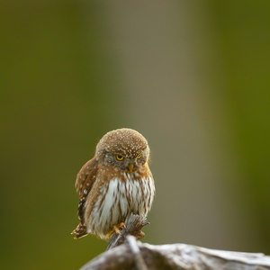 Pygmy Owl Stare