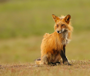 Red Fox Vixen
