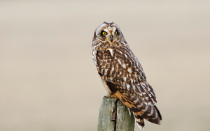 Short eared Owl On Post