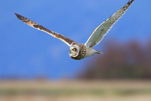 Short-eared Owl Flying In Rural Washington State
