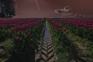 Tulips