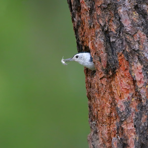 White breasted Nuthatch