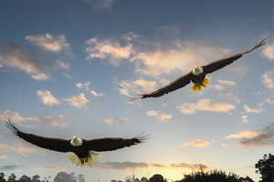 Bald Eagles Flying Over the Bay