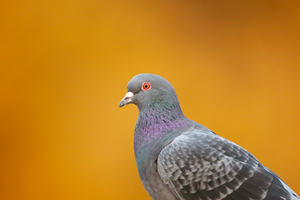 Common Pigeon Indeed  