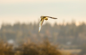 Short-eared Owl In Flight