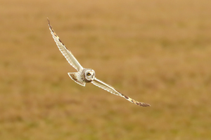 Short-eared Owl Flying Over Field