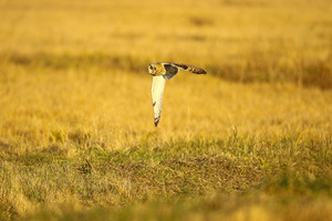 Short-eared Owl Flying At Sunset