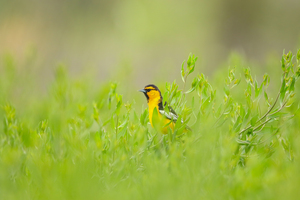 Bullocks Oriole
