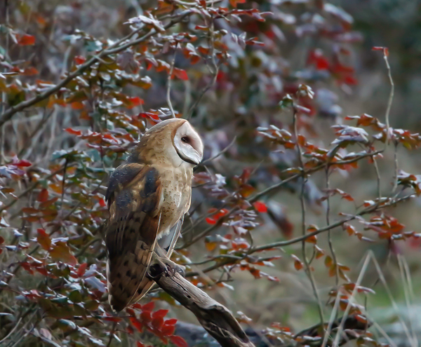 Barn Owl by Gia Commodore