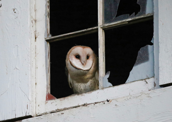 Barn Owl Waking Up by Gia Commodore