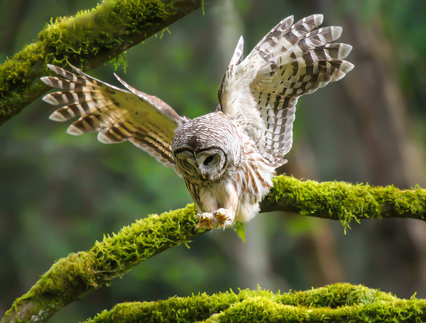 Barred Owl Landing On A Mossy Branch by Gia Commodore