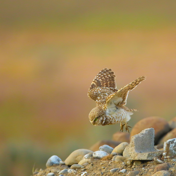 Burrowing Owl Launching Off by Gia Commodore