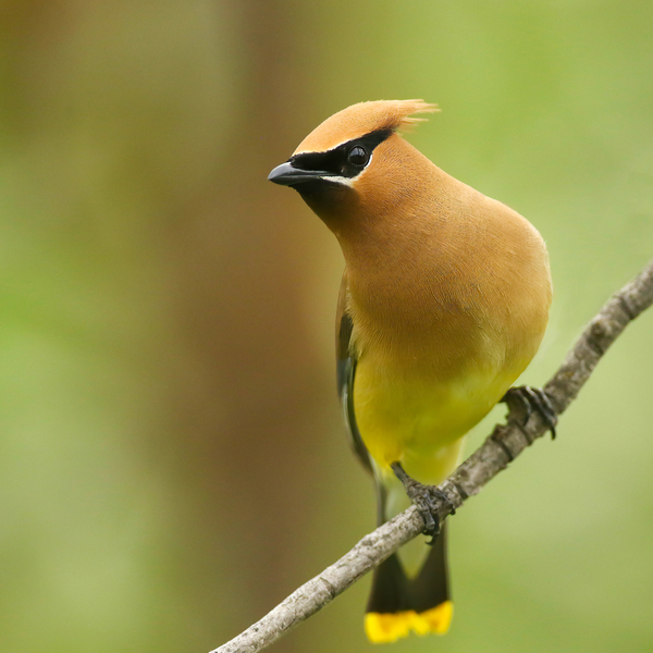 Cedar Waxwing by Gia Commodore