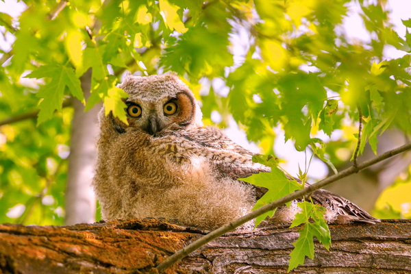 Great Horned Owlet by Gia Commodore