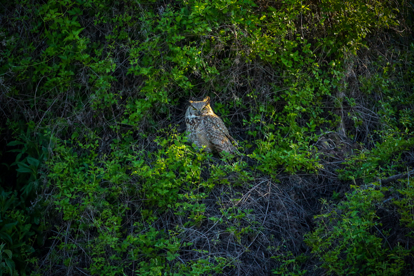 Great Horned Owl by Gia Commodore