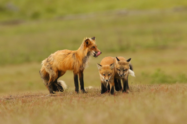 Red Fox Vixen and Kits by Gia Commodore