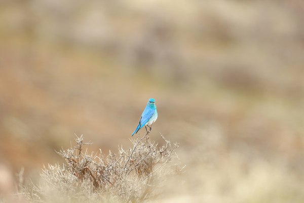 Mountain Bluebird by Gia Commodore