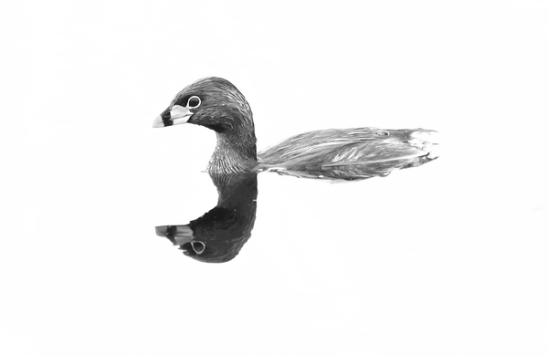 Pied billed Grebe by Gia Commodore